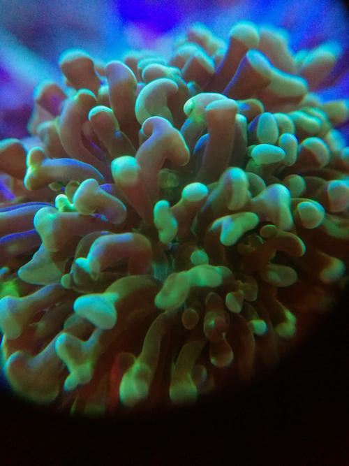 榔头珊瑚 双色荧光榔头 活体珊瑚 气泡海葵 海水观赏珊瑚lps宠物鱼