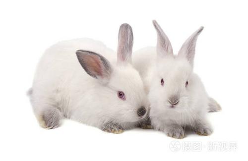 孤立在白色背景上的两个白色小兔子