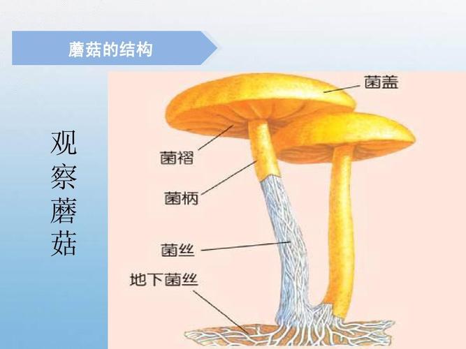 蘑菇的结构 观 察 蘑 菇