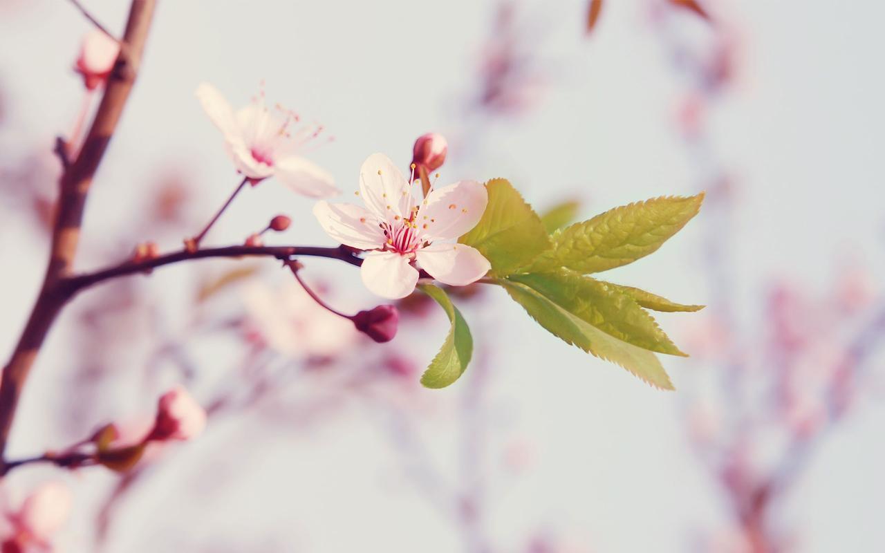 春季清新淡雅唯美桃花特写图片桌面壁纸
