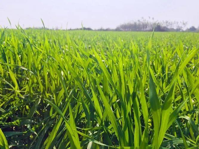 预计2月份冬麦区降水偏少 需提前做好冬小麦抗旱保苗工作