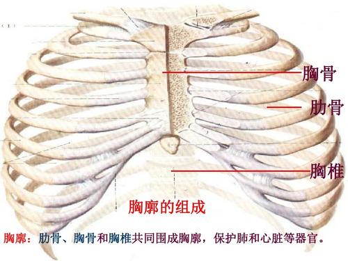 胸骨 肋骨 胸椎 胸廓的组成 胸廓:肋骨,胸骨和胸椎共同围成胸廓,保护