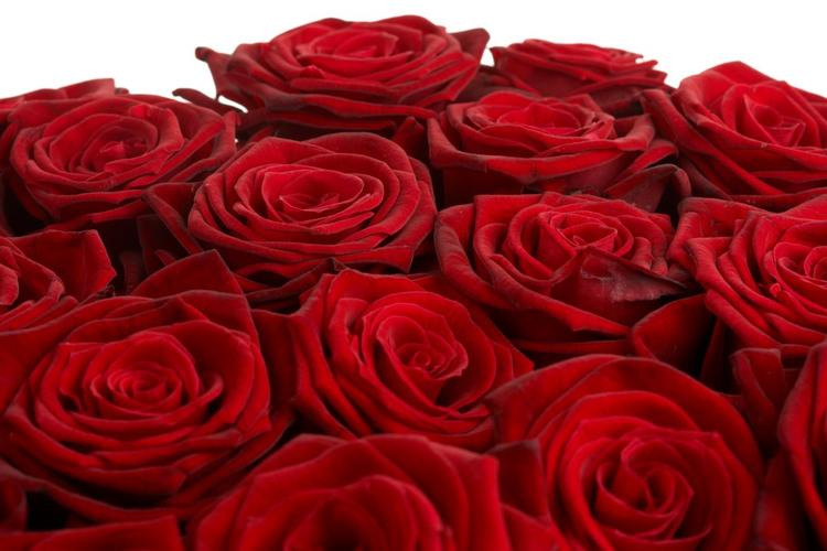 大红色玫瑰花的特写照片图片,4k高清风景图片,娟娟壁纸