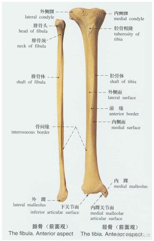 胫腓骨骨折一般情况下就是指小腿骨的骨折,从骨骼结构图我们能看出