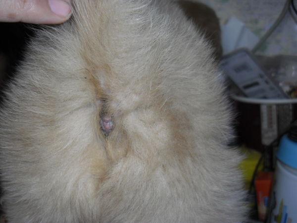 狗狗的肛门上有疙瘩 这正常不 我拍了照片请各位看看撒