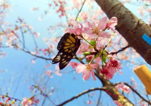 凑近了看,枝头上的樱花白里透红,仪态优美,还吸引了蝴蝶,蜜蜂等前来
