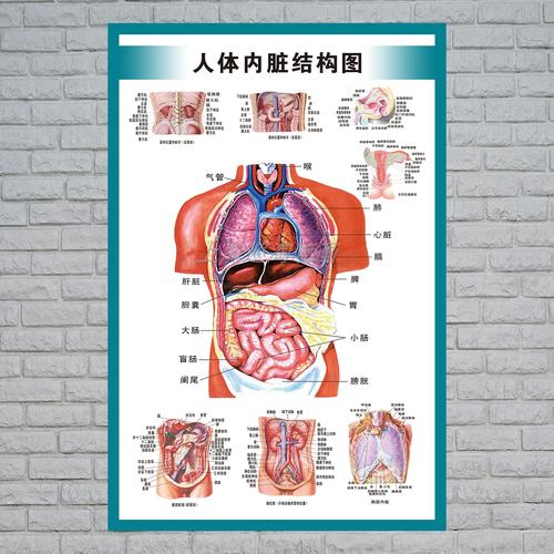 人体内脏解剖系统示意图医学宣传挂图器官心脏写真