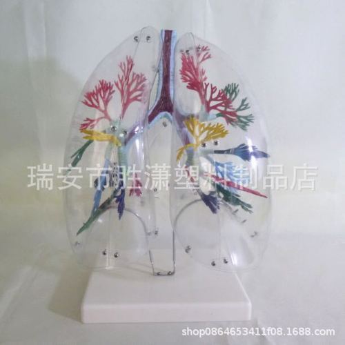 人体肺段模型透明肺段模型胸外科支气管树模型肺部解剖模型