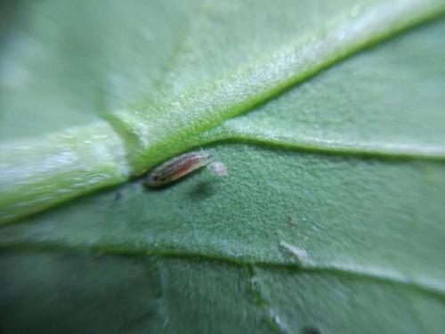 花木郎 | 天敌:食蚜蝇的辨别和保护~这是一个屌丝逆袭