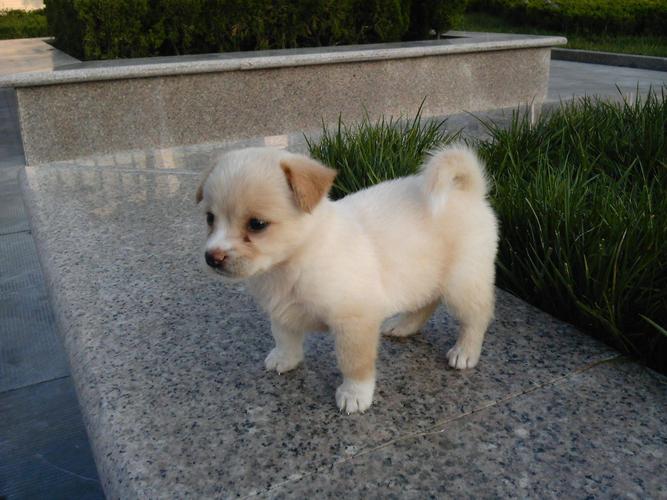 出售 中华田园犬 幼犬 纯种白色 黄色 包邮 南萌宠物￥ 200.