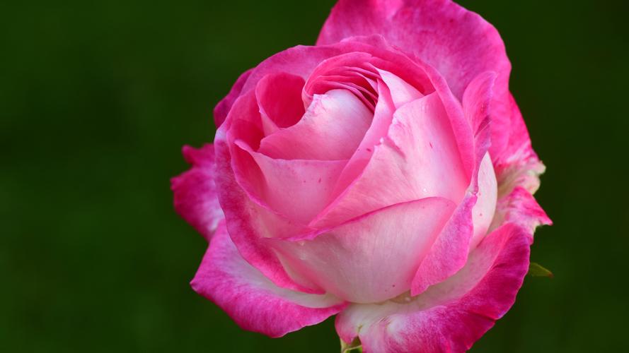 爱情粉红色的玫瑰5k壁纸壁纸