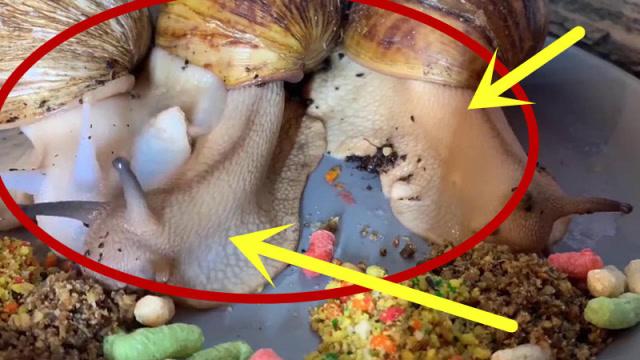 非洲陆地蜗牛吃东西延迟摄影,真正的吃播王者!网友:真可爱!