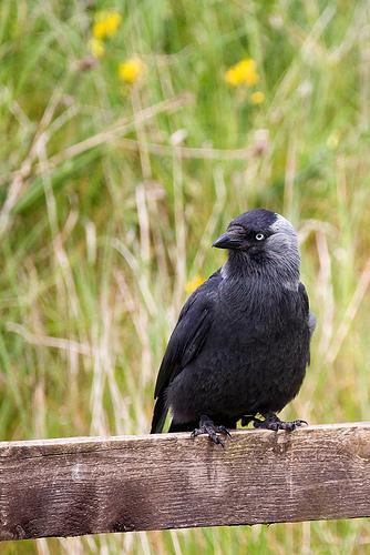 jackdaw on a fence | flickr – 相片分享!
