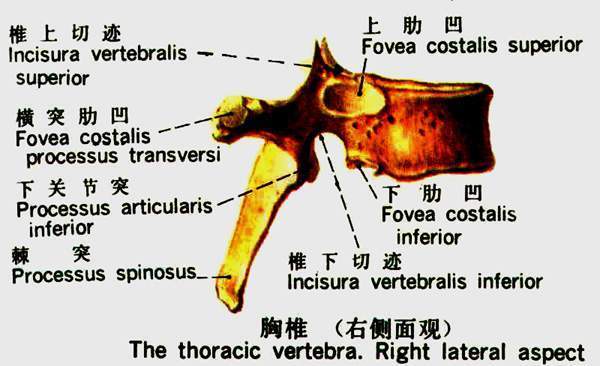 胸椎,颈椎,腰椎,骨棘突定位(图文详解)_骨质增生