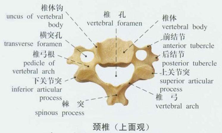 人体颈椎解剖示意图人体解剖图