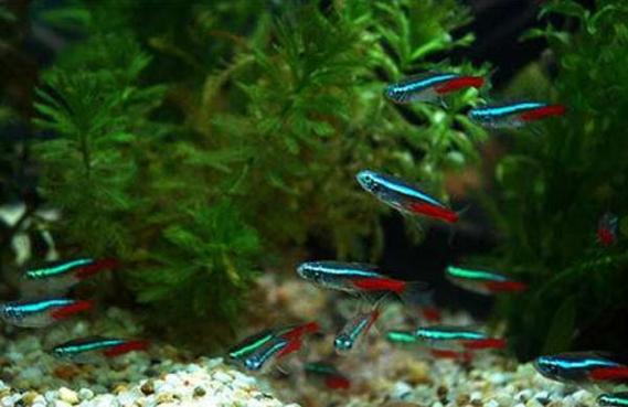 红绿灯鱼怎么分辨公母图解红绿灯鱼怎么繁殖