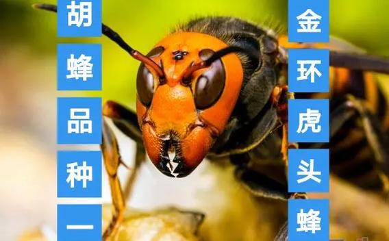 胡蜂品种介绍—金环虎头蜂#三农 #胡蜂养殖 #马蜂 #养蜂人 - 抖音
