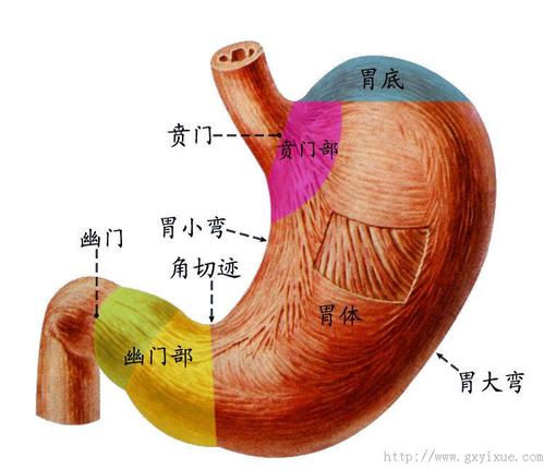 胃- 解剖生理学网络多媒体课程