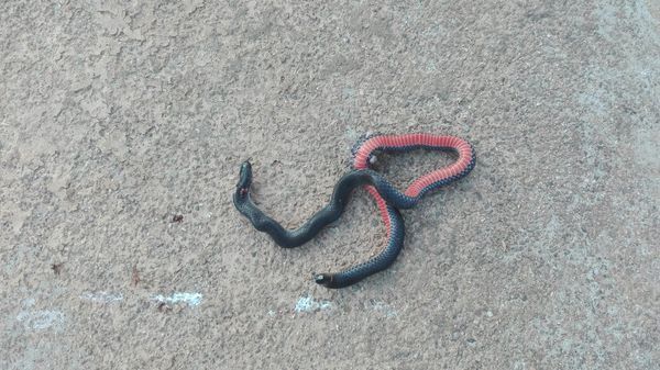 谁见过这种蛇,肚皮是红色,尾巴和头差不多