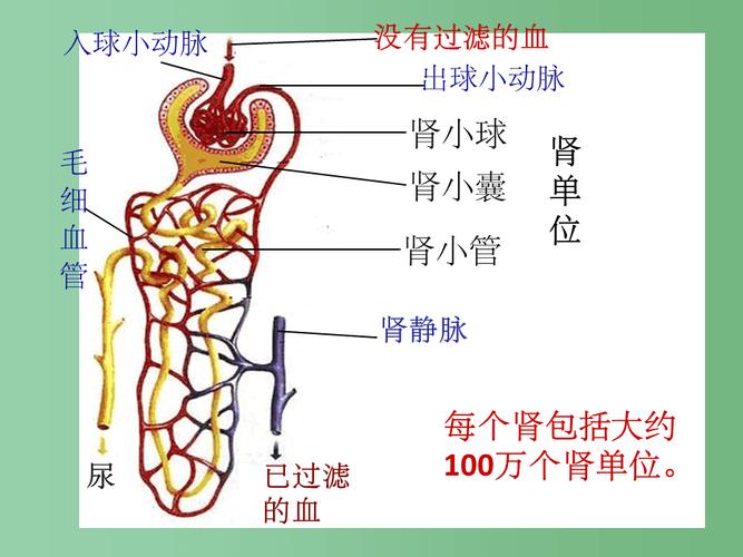 七年级生物下册 第十一章 第一节 人体泌尿系统的组成4 苏教版