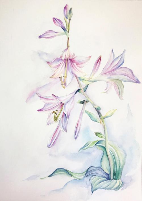 简单的水彩花卉步骤图:水彩画玉簪花