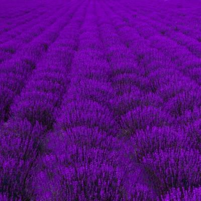 好看唯美朝气蓬勃的紫色薰衣草微信头像图片