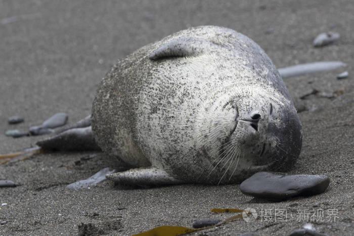 海港海豹躺在沙滩上睡觉