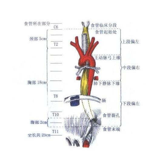 人体食管解剖示意图-人体解剖图