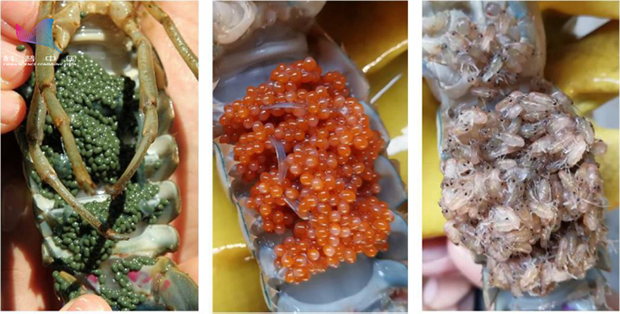 红螯螯虾一年可多次产卵,每次产卵量因个体大小而异,一般年产卵量1000