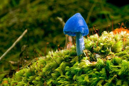 绿色青苔高清壁纸上的蓝色蘑菇,高清图片,摄影-纯色壁纸