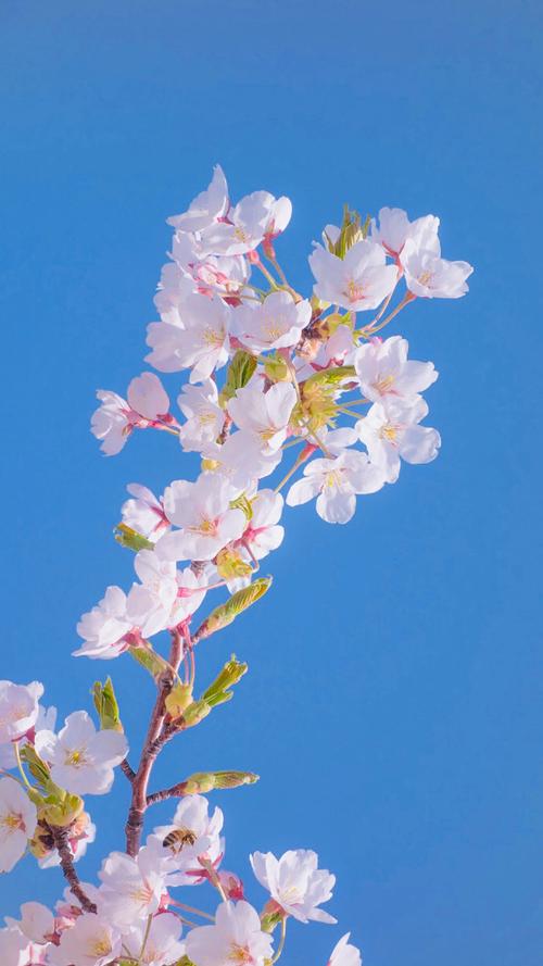 唯美粉嫩樱花图片手机壁纸
