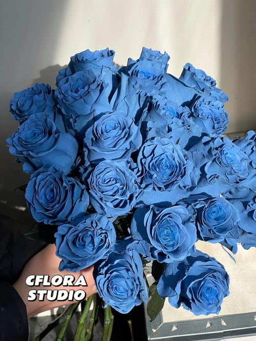 克莱因蓝理想之蓝厄瓜多尔冰雪玫瑰