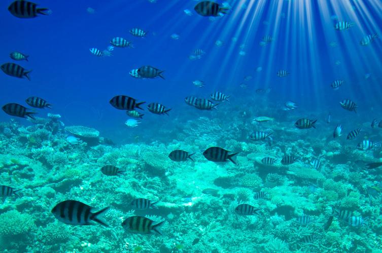 海洋海底鱼类鱼群深海海水