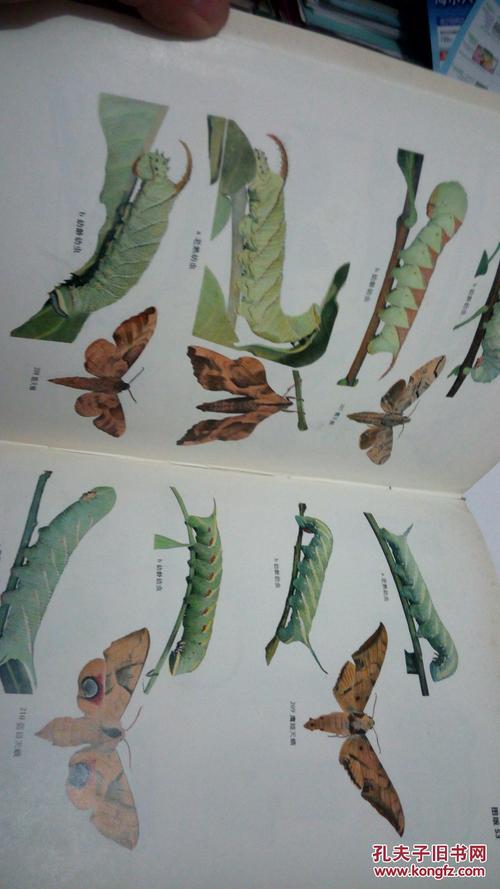 蛾类幼虫图册