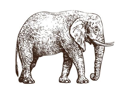素描大象图片