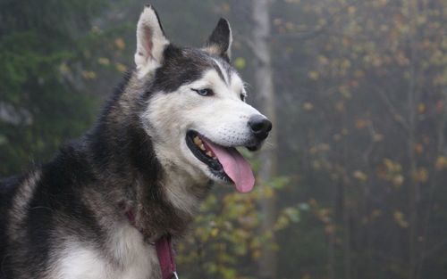 西伯利亚雪橇犬图片 - 第1张