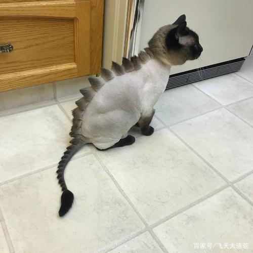 怪异趋势:恐龙猫发型