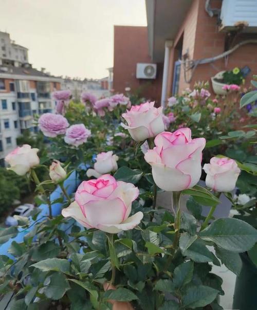 有种月季花叫"艾莎",颜值胜玫瑰,花期长且爱开花,阳台也能养