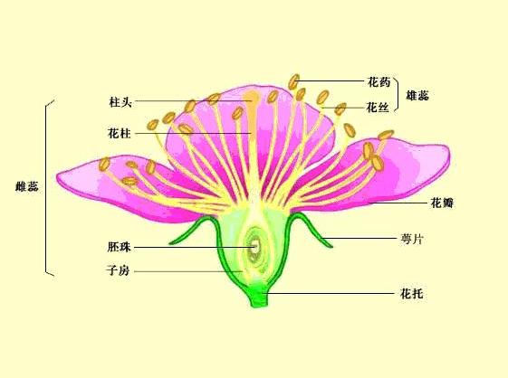 百合花的结构解剖图花蕊花萼花朵雌蕊雄蕊的图片