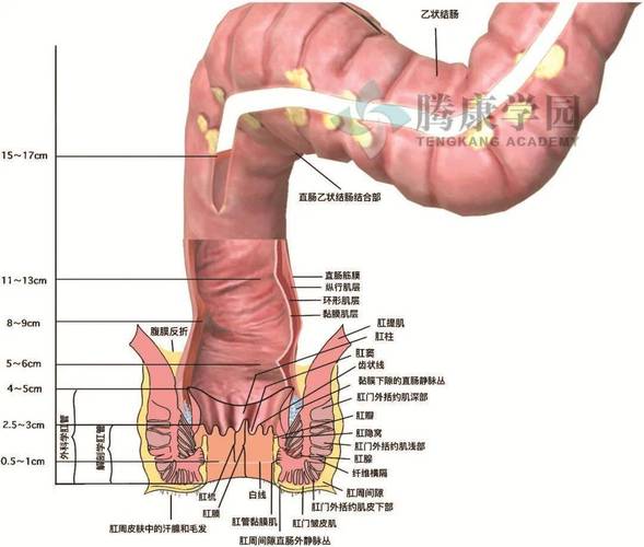 【内脏与疼痛】直肠和肛管的解剖_括约肌_腹膜_黏膜
