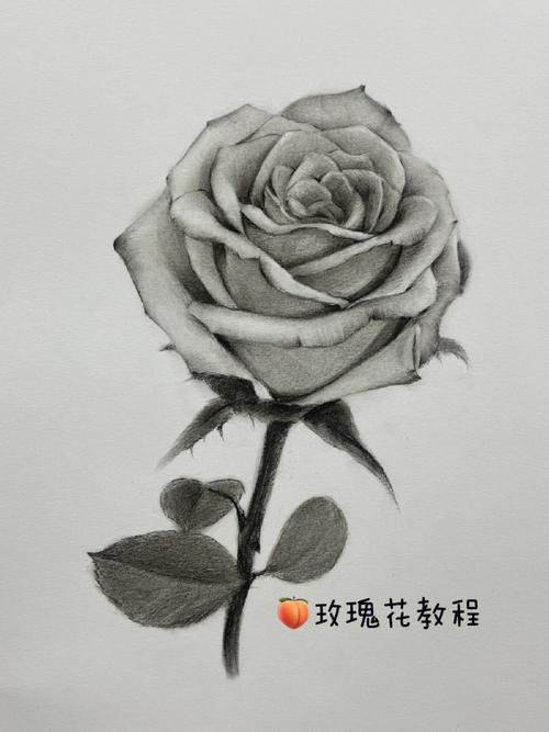 画个taozi99绘画教程来啦  #素描  #素描玫瑰花  #玫瑰花画法