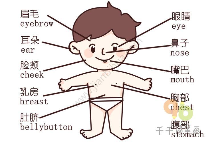 认识身体各个部位的英文单词 儿童英语启蒙宝宝英文认知简笔画儿童