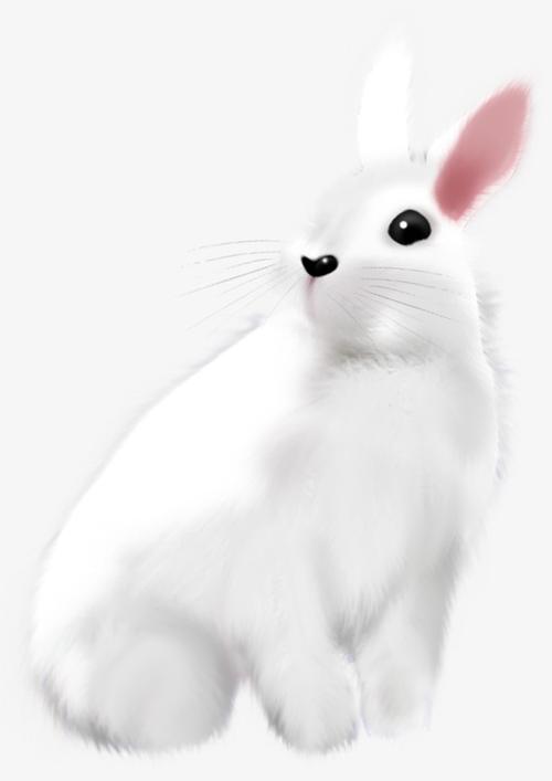 手绘白色小兔子图片模板素材免费下载,图片编号5847948_搜图123,www.