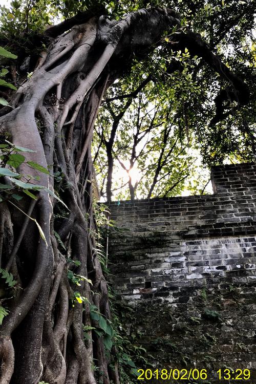 古城墙下的老榕树
