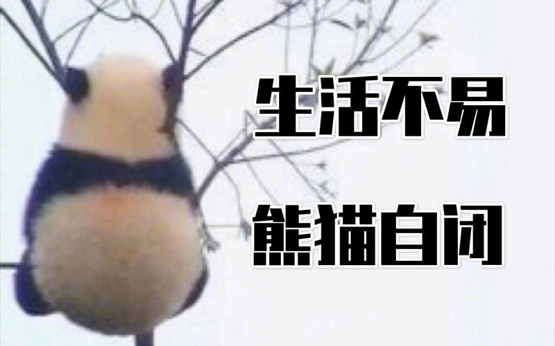 【大熊猫panda】生活不易,熊猫自闭_哔哩哔哩_bilibili