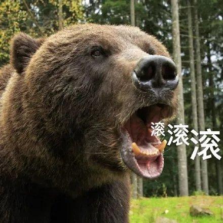 滚滚棕熊怒吼滚滚怒吼棕熊表情
