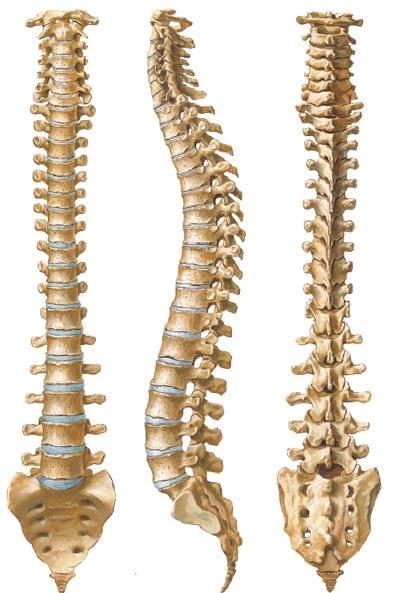 人体脊柱解剖结构图,供大家参考,了解脊柱知识.