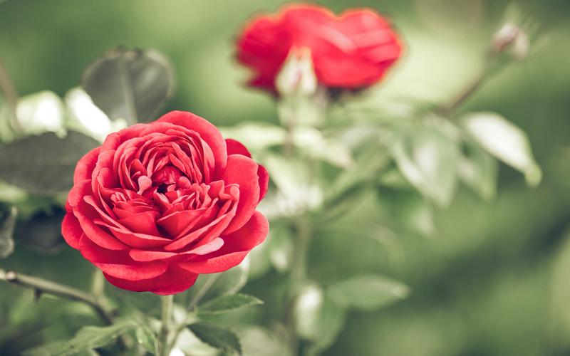 红色玫瑰花植物图片桌面壁纸