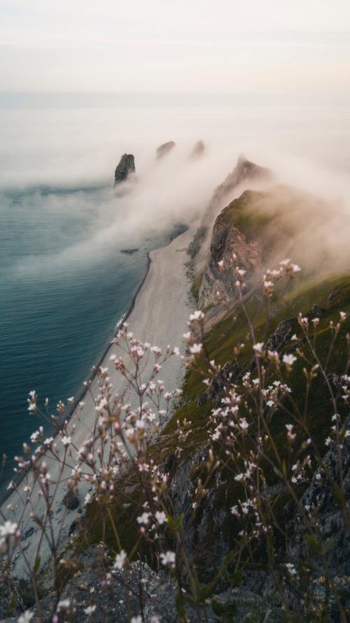 山崖上的梅花图片