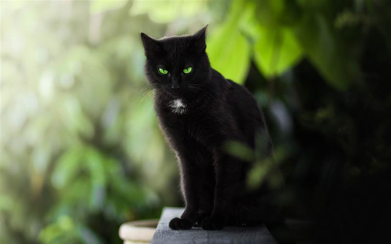 黑猫,绿色的眼睛 壁纸